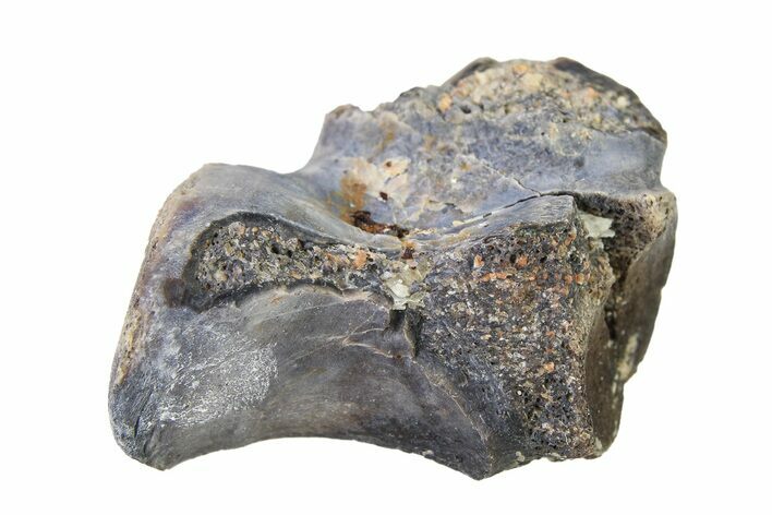 Triassic Fossil Avemetatarsalian (Dromomeron) Vertebra - Texas #322741